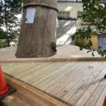 氷川神社様　御神木ケヤキ　ウッドデッキ工事②